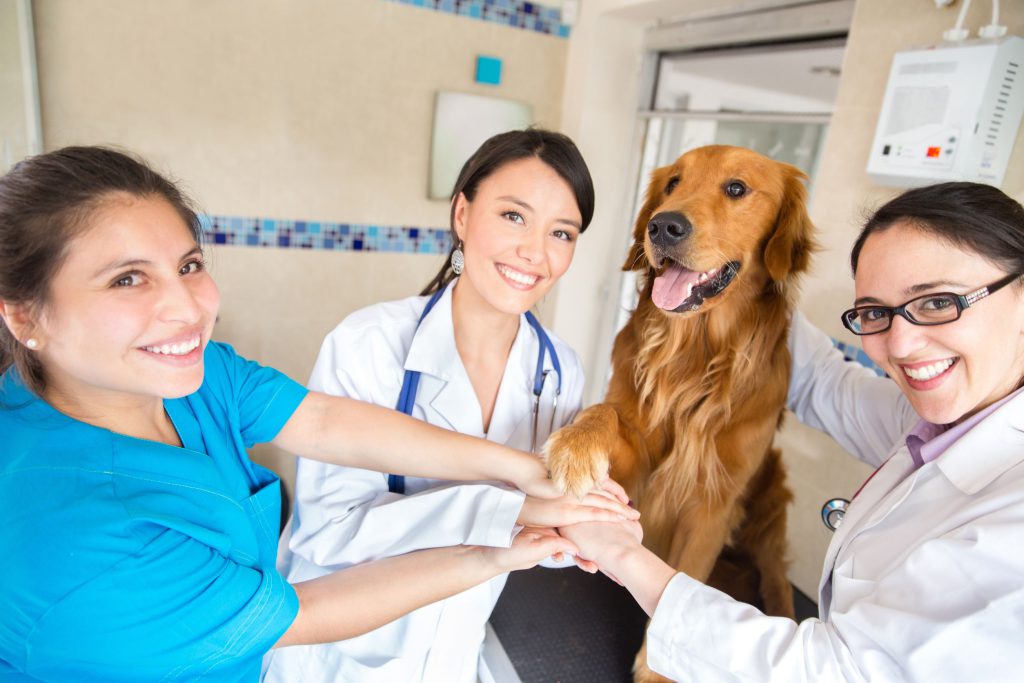 What degree do I need to be a veterinarian? What College Is Right for Me?